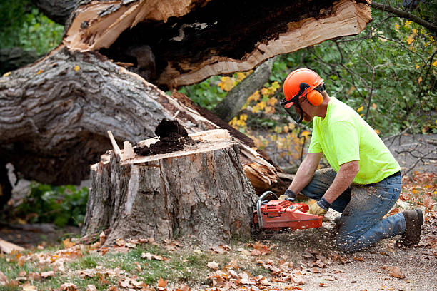 The Steps Involved in Our Tree Care Process in Payne, OH